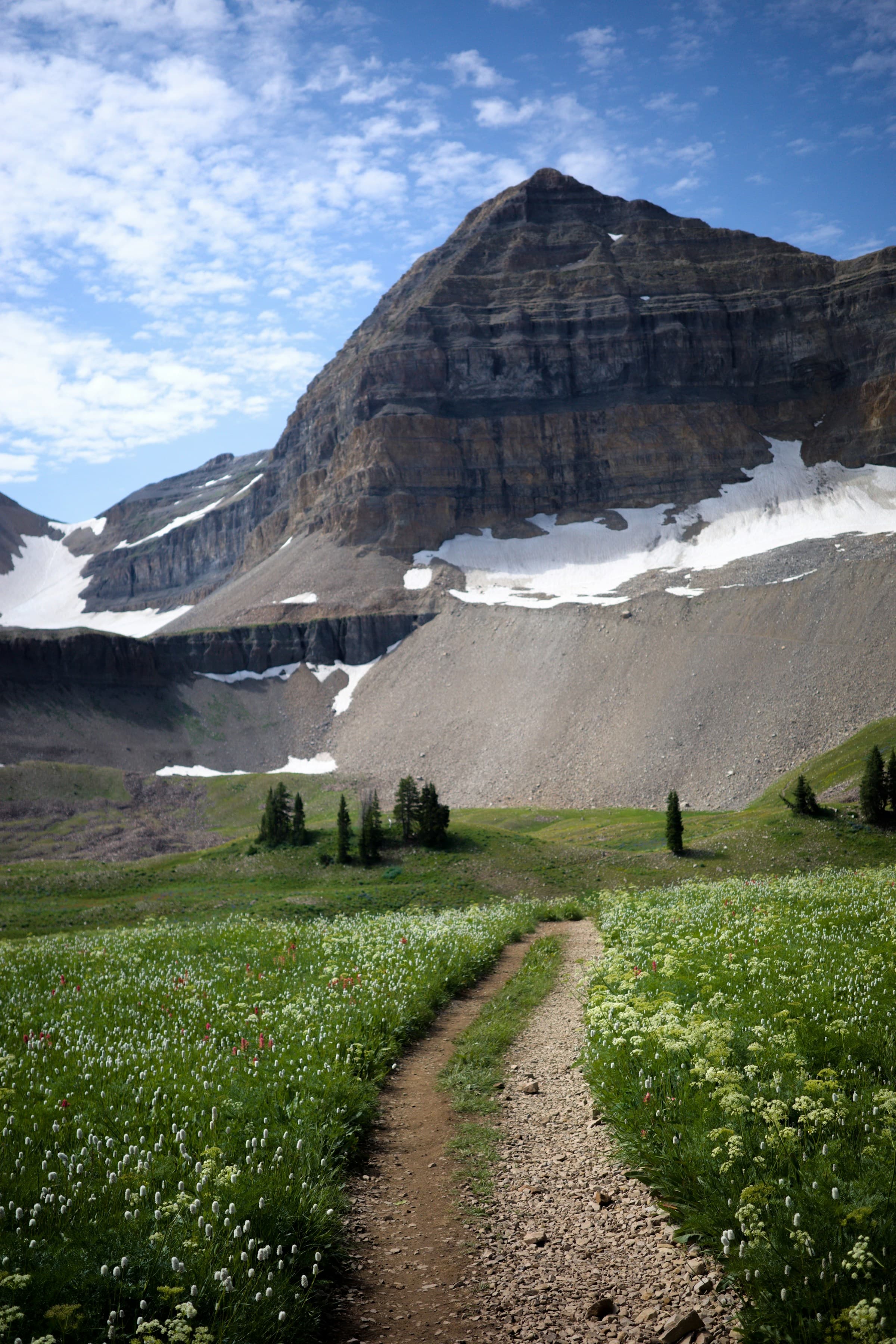 A trail through wildflowers below Mount Timpanogos in Utah